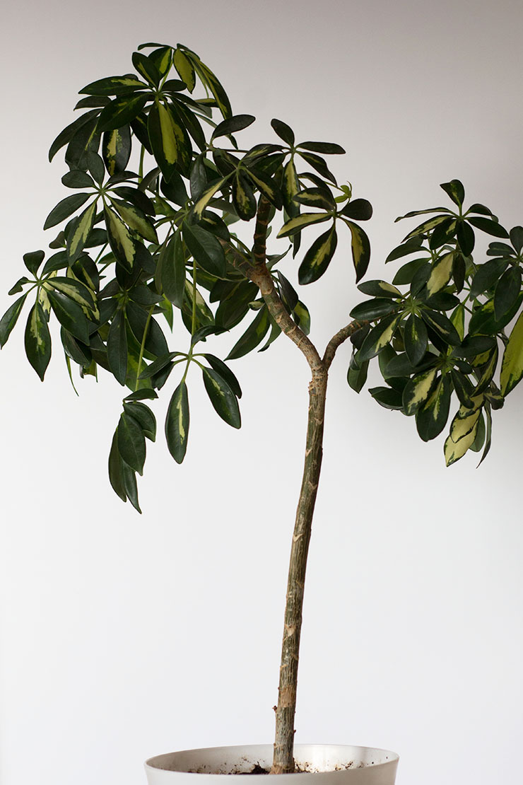 Schefflera mit Stämmchen in Topf. Foto: AdobeStock_Татьяна Горбунова