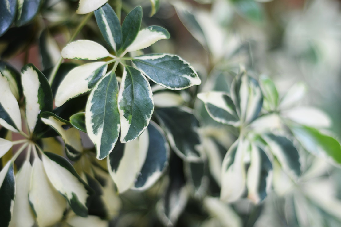 Weiß-grün panaschierte Schefflera. Foto: AdobeStock_patera