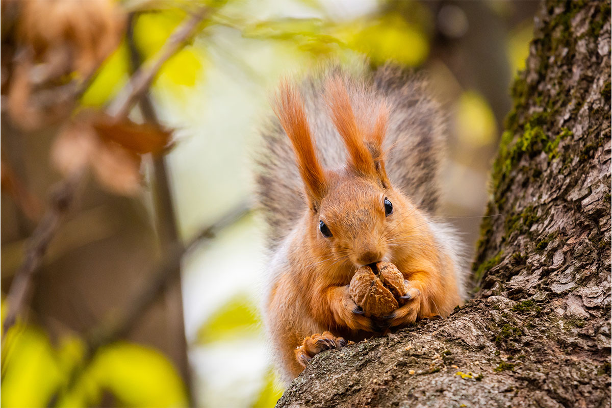 Eichhörnchen in Walnussbaum Foto: AdobeStock_rostovdriver