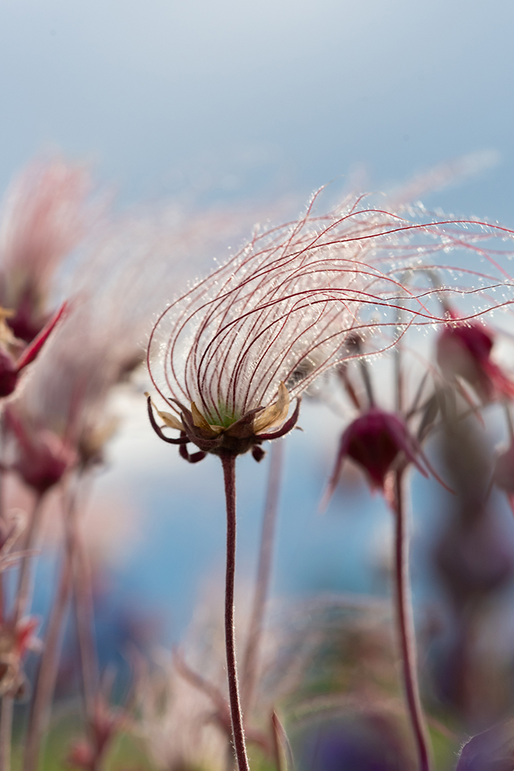 Winterharte Stauden. Foto: AdobeStock_DebraAnderson