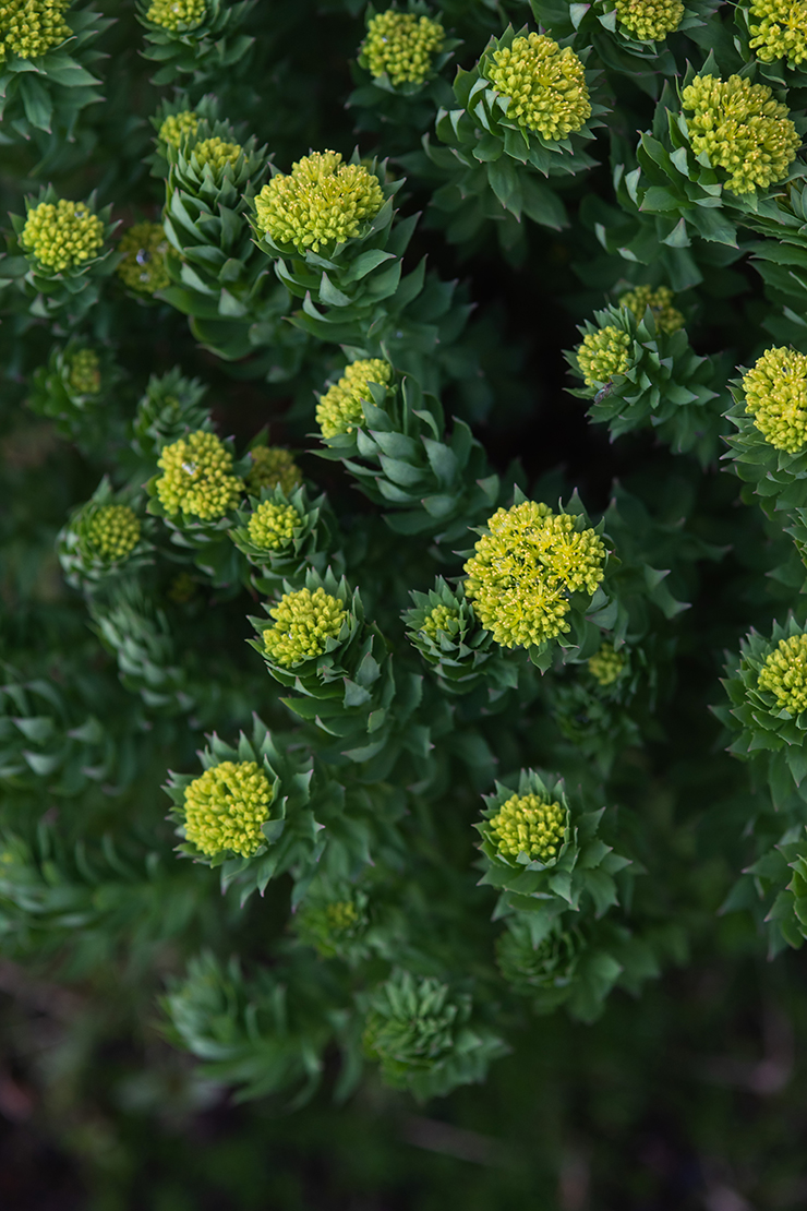 Winterharte Stauden: Ideen für jeden Standort | GartenFlora