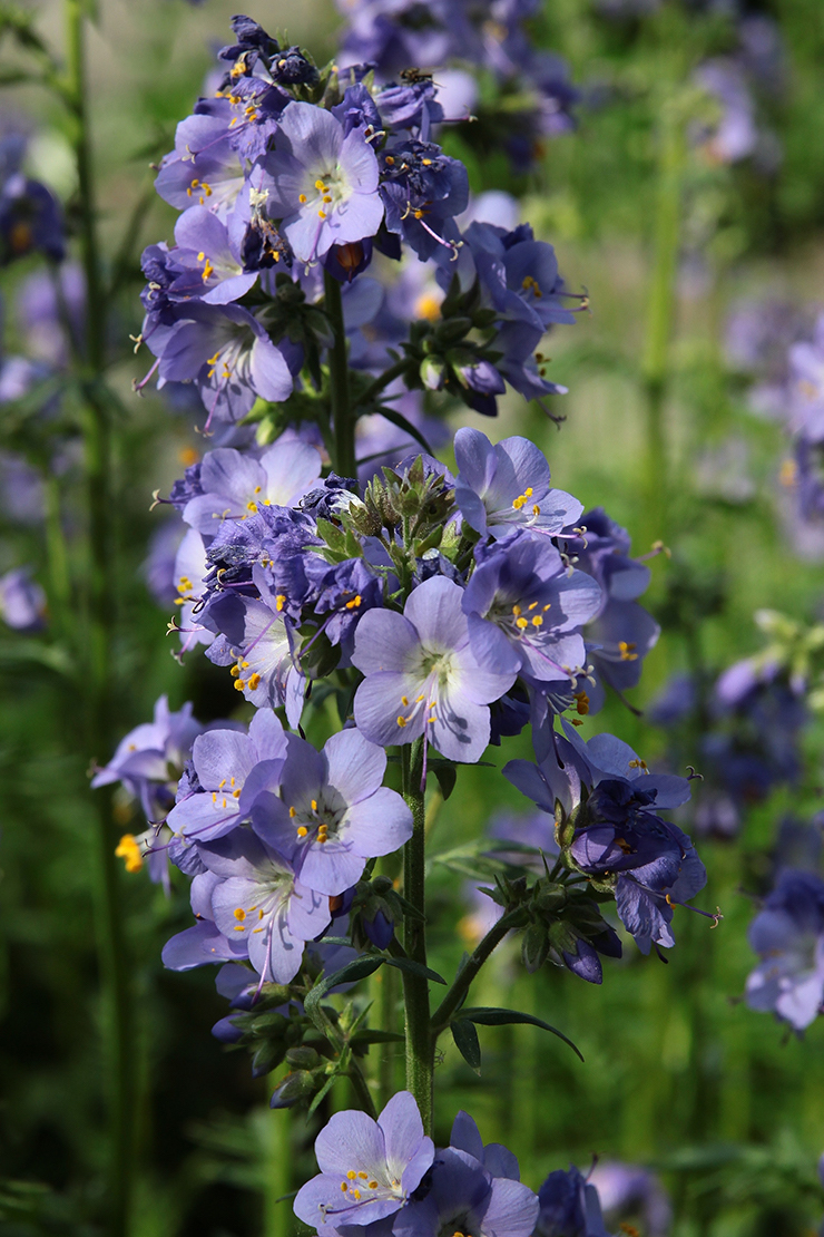 Winterharte Stauden: Blauer Blütenstand. Foto: AdobeStock_Maria Brzostowska