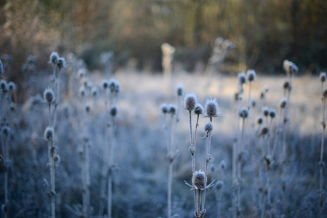 Kugeldisteln mit Raureif im Garten. Foto: AdobeStock_maxa0109