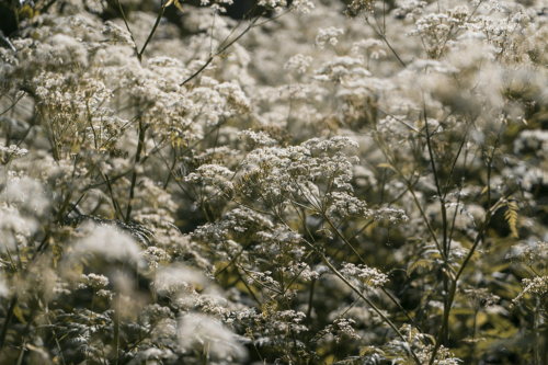 Weißblühende Schafgarben. Foto: AdobeStock_Максим Пешков