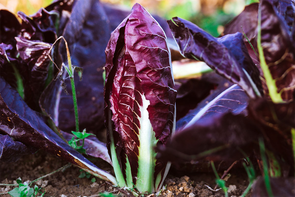 Radicchio in Gartenbeet Foto: AdobeStock_Daniel Vincek