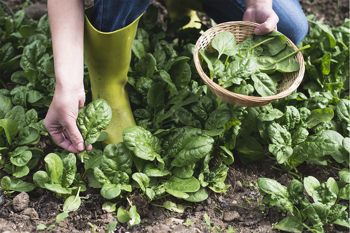 Wintersalat wird im Beet geerntet Foto: AdobeStock_Deyan Georgiev