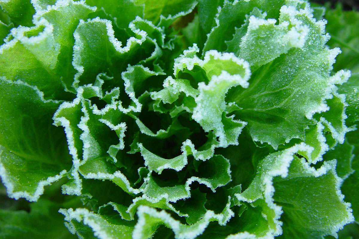 Wintersalat mit Frost Foto: AdobeStock_Frank Dieffenbach PA