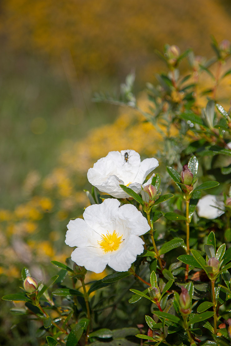 Weißblühende Zistrose. Foto: AdobeStock_DirkR