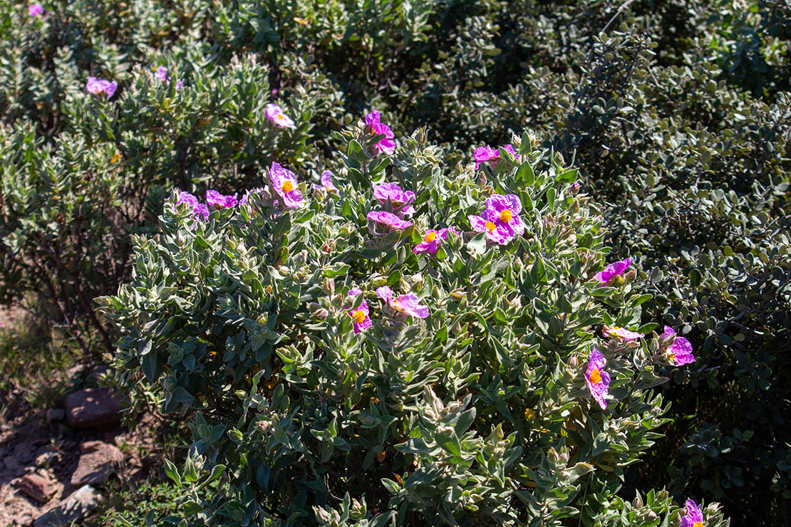 Wildwachsende Zistrosensträucher. Foto: AdobeStock_Marc