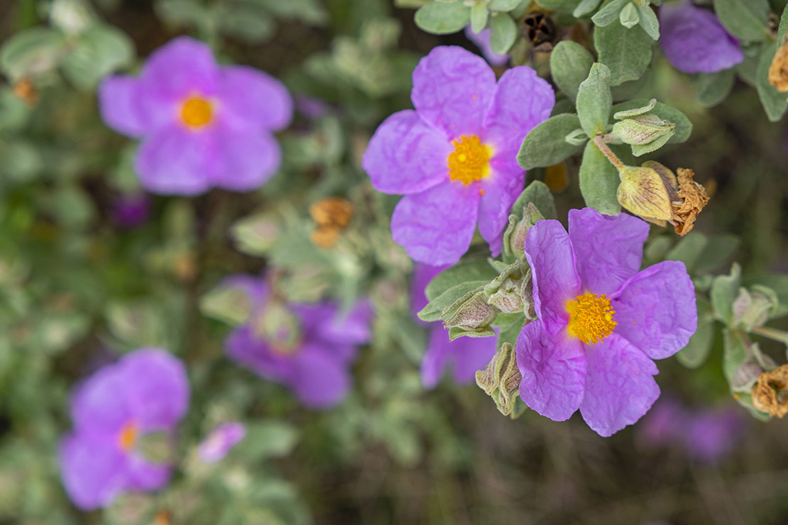 Blühende Zistrose. Foto: AdobeStock_Tolo