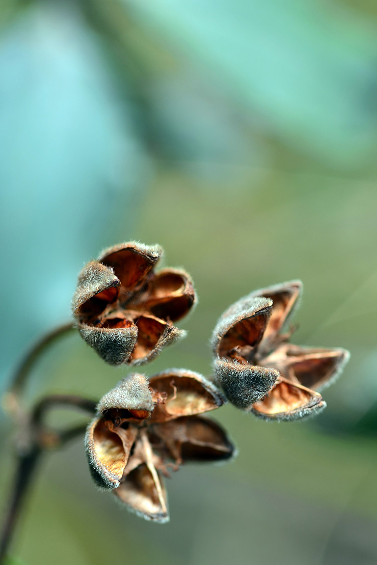 Samenstände einer Zistrose. Foto: AdobeStock_christiane65