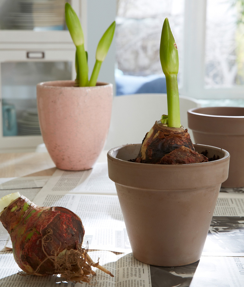 In diesem Stadium bezieht die Amaryllis gerne einen Platz am Fenster. 