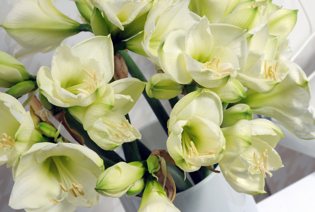 Amaryllis – Blütenstiele der Sorte ’Matterhorn' sehen in der Vase sehr apart aus.