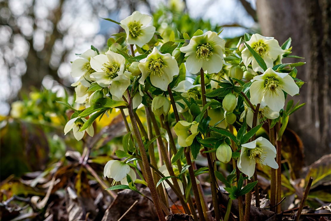 Weiß wie Schnee präsentieren sich die Blüten der Christrose. 