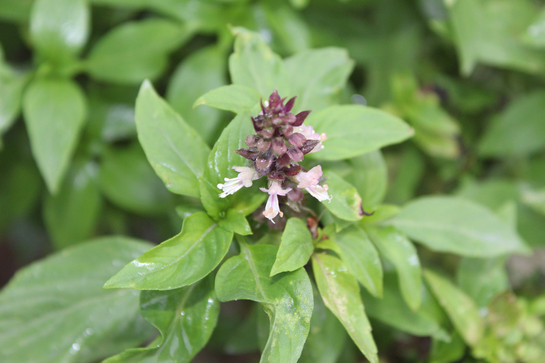 Das Laub von ’African Blue' verströmt ein intensives Basilikum-Aroma. 