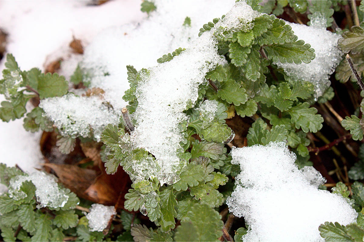 Winterharte Kräuter Pflanzen, Pflegen und Ernten GartenFlora