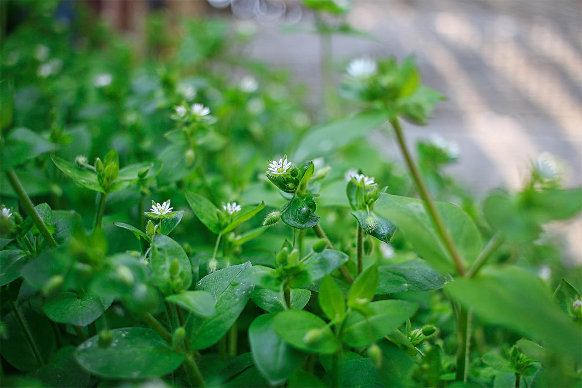 Foto: AdobeStock_Parzelle94.De