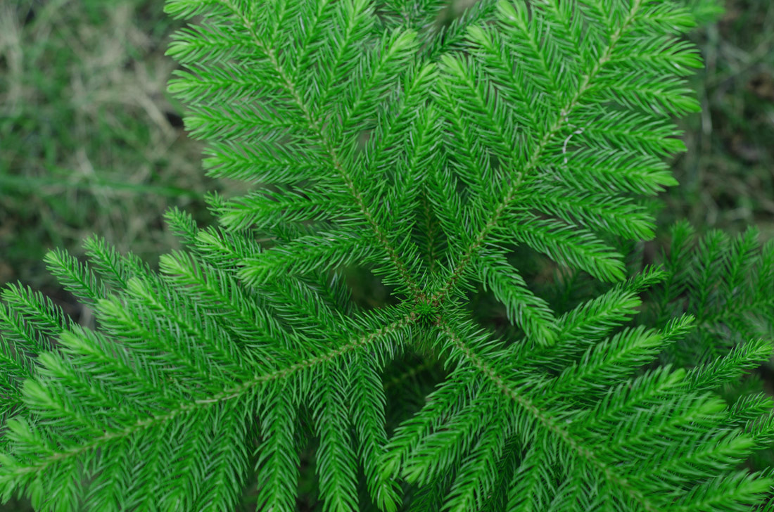  Die jungen Triebe der Norfolk-Tanne erscheinen hellgrün und sind symmetrisch angeordnet.