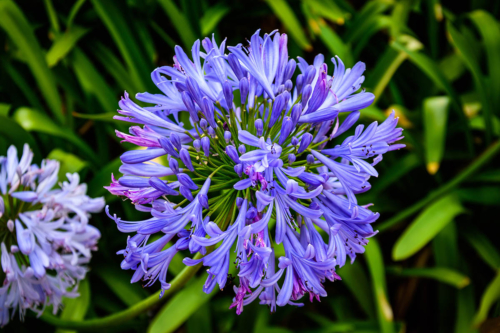 Blaue Agapanthus-Blüte. Foto: AdobeStock_Cássio de Holanda