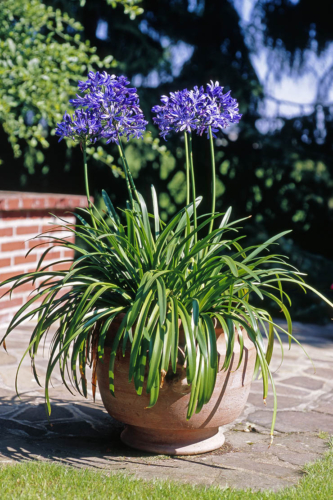 Agapanthus Pflanzung, Pflege und Vermehrung GartenFlora