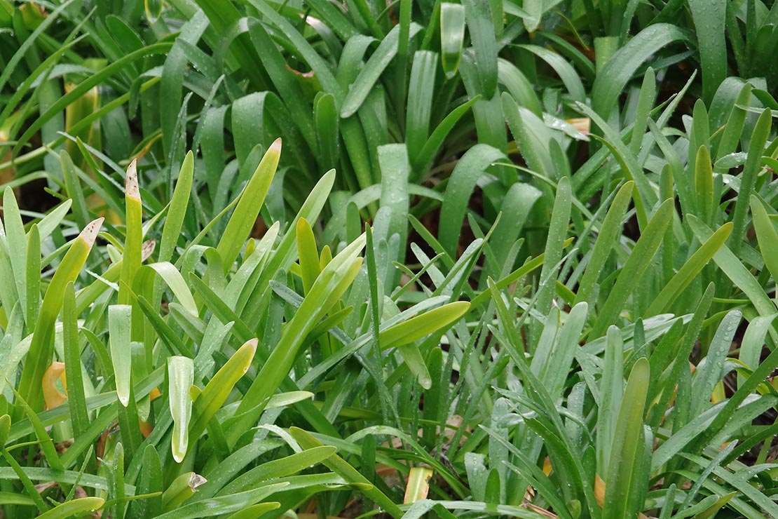 Agapanthus. Foto: AdobeStock_Jack