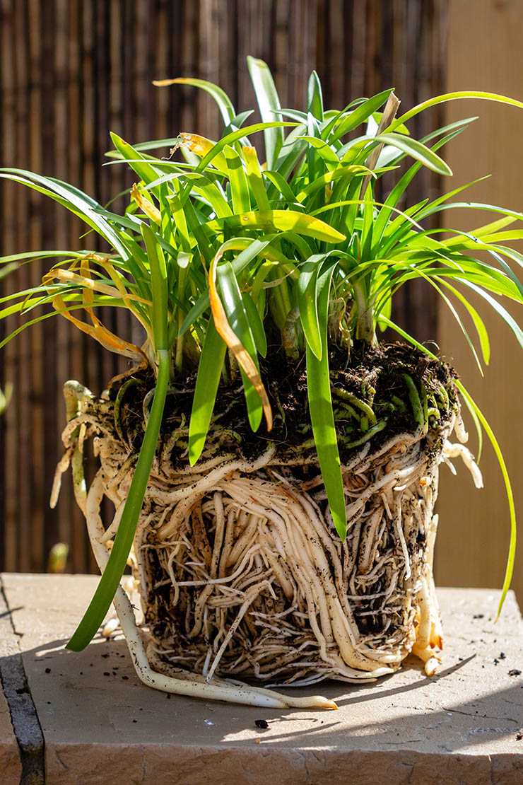 Agapanthus mit freiliegendem Wurzelballen. Foto: AdobeStock_Ossie