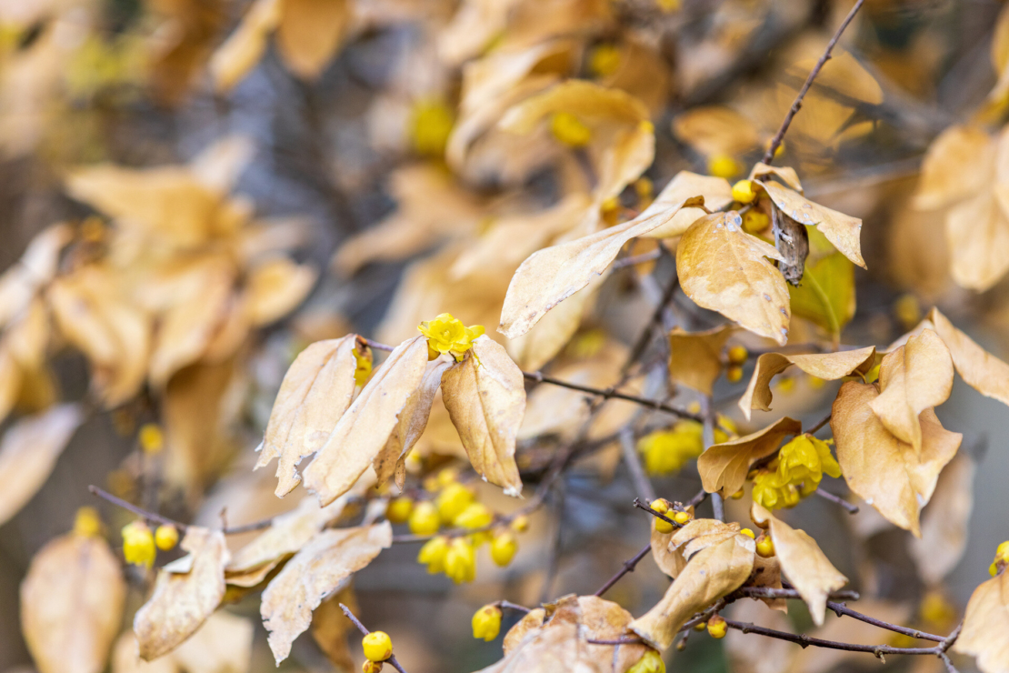 Chinesische Winterblüte mit gelben Blüten und vertrocknetem Laub. Foto: AdobeStock_captainT