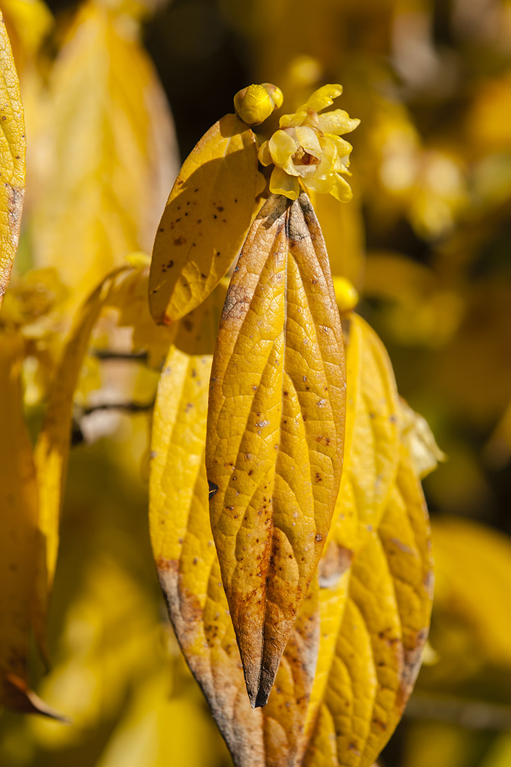 Gelbe Blüten an Strauch mit gelben, hängenden Blättern. Foto: AdobeStock_alessandrozocc