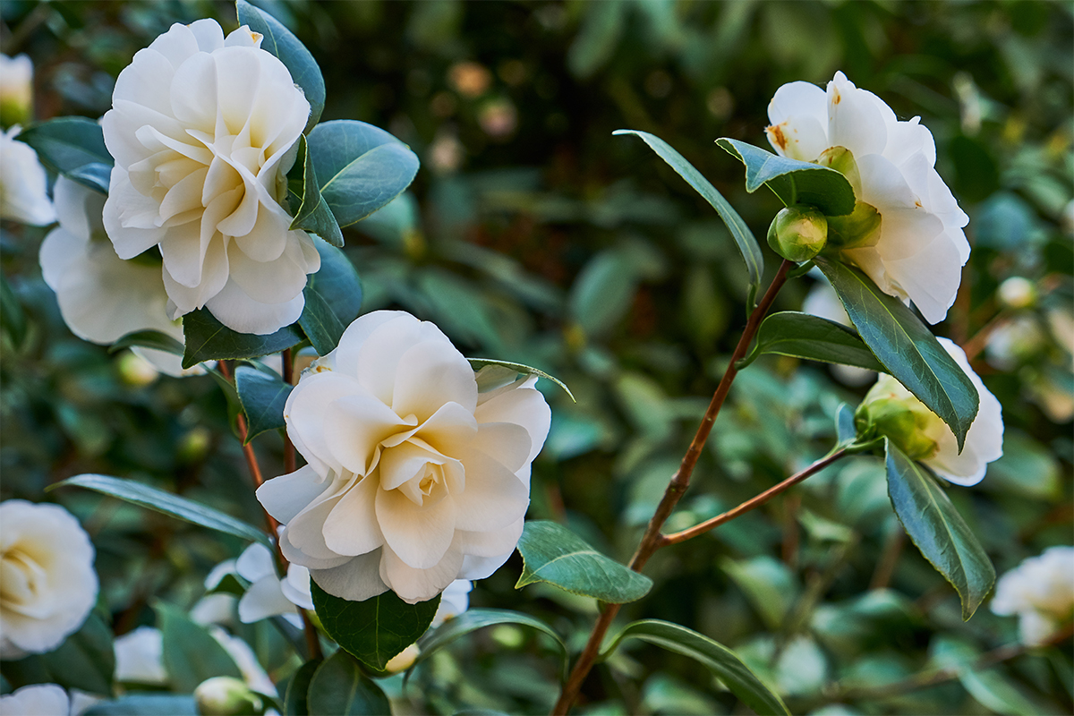 Nahaufnahme einer Kamelie mit weißen Blüten [Foto: AdobeStock_Claudia Nass]