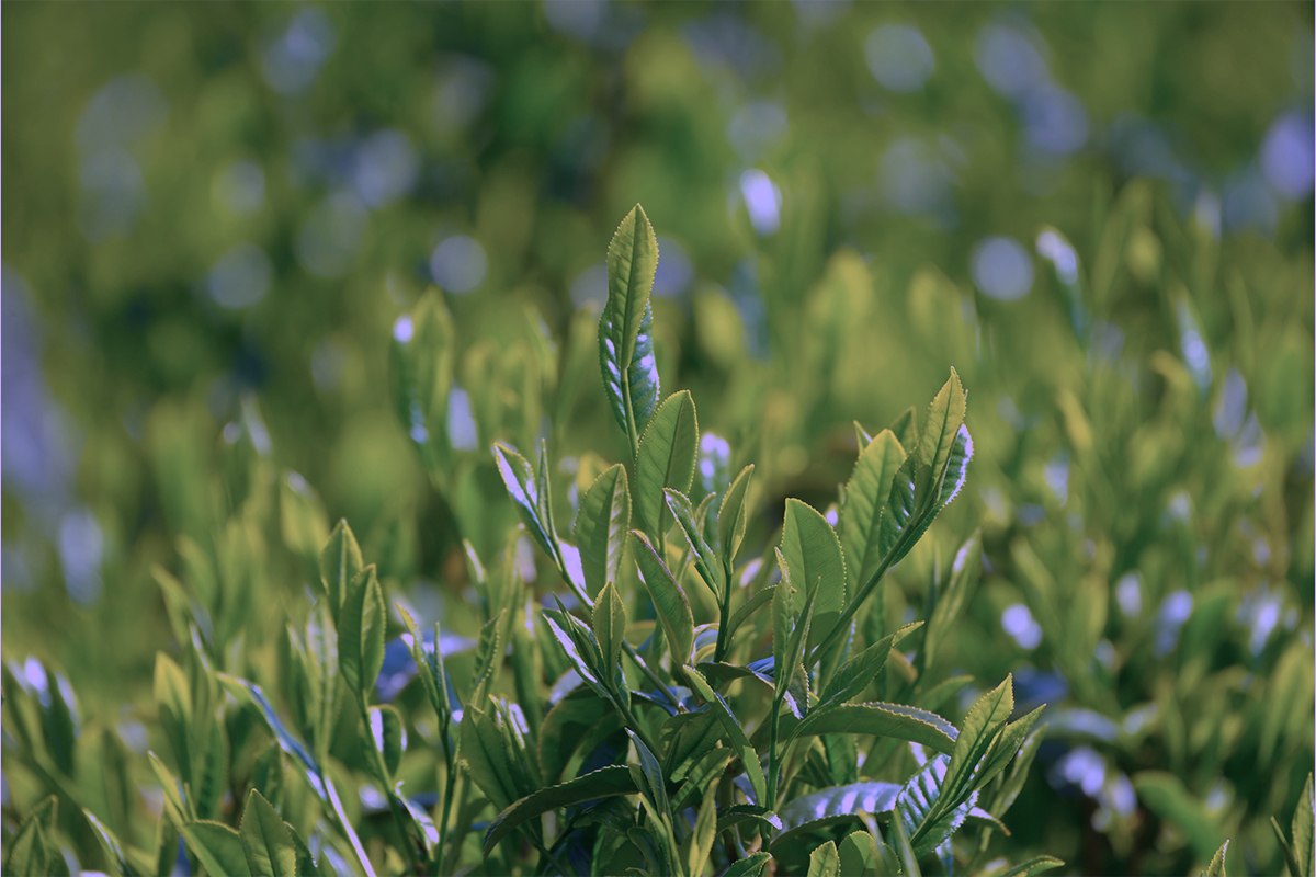 Kamelie oder auch Teepflanze (Camellia sinensis) im Frühling [AdobeStock_Kenjo]