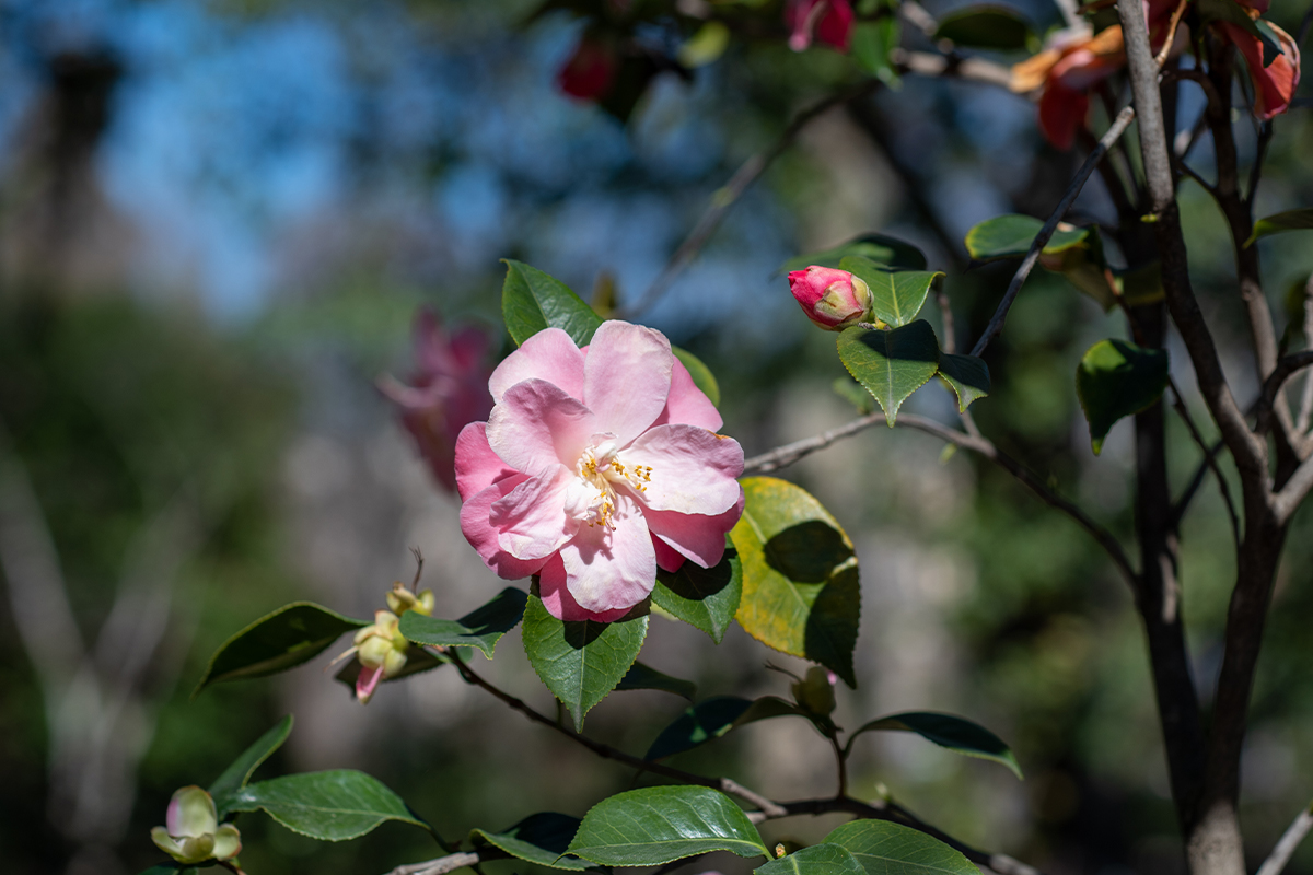 Kamelienblüte in zartem Rosa [Foto: AdobeStock_Marina]