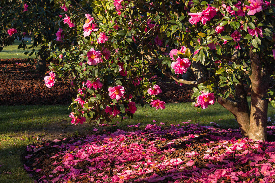 Kamelie So pflegen Sie den Zierstrauch richtig GartenFlora