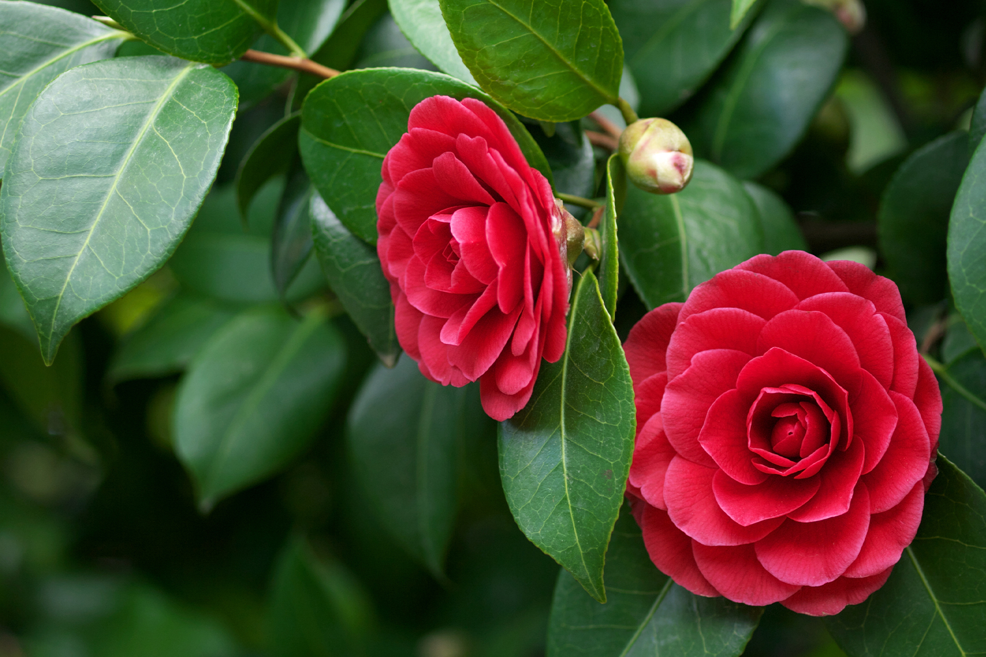 Kamelie Blütezeit, Pflege und mehr GartenFlora