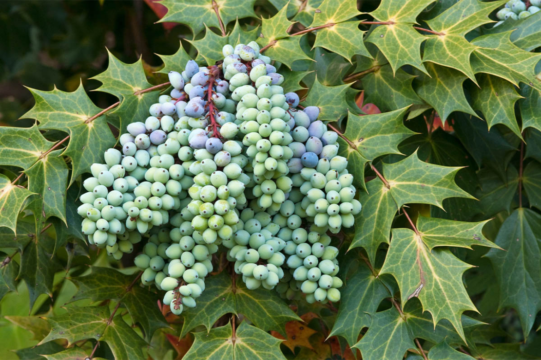 Mahonie Strauch der 10 Tugenden GartenFlora