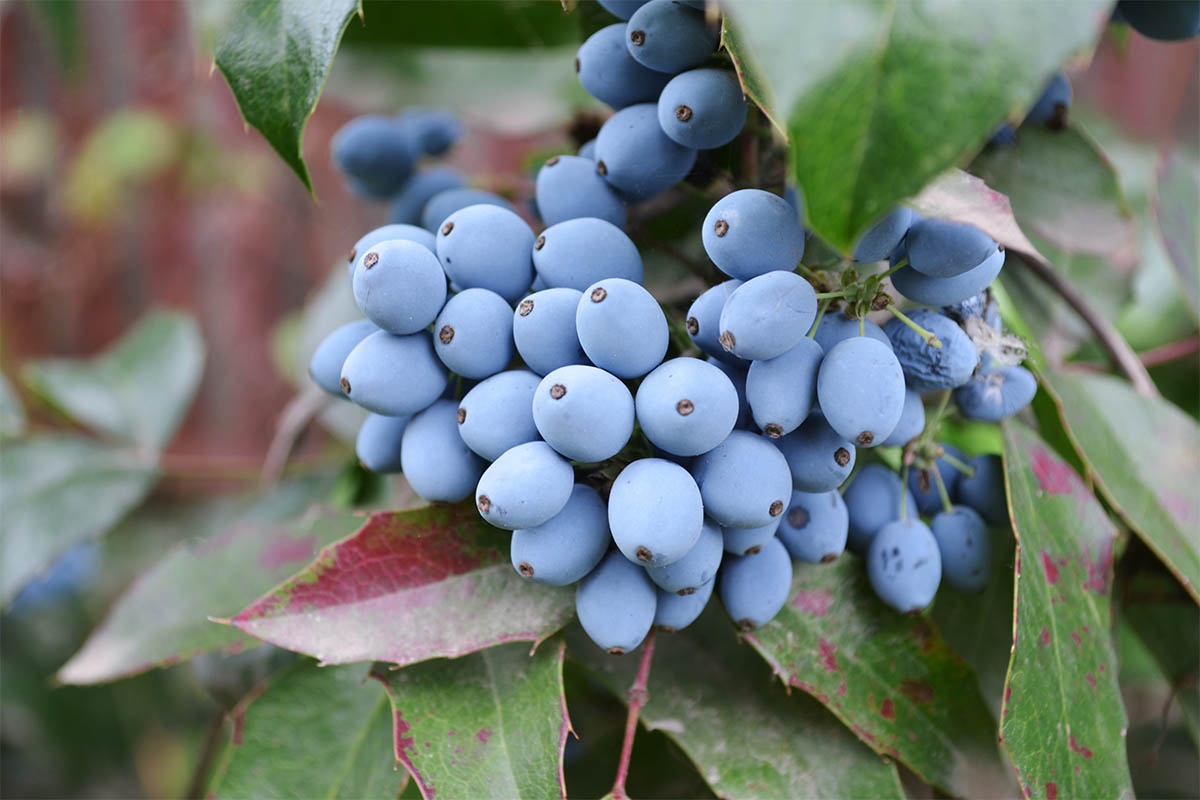 Mahonienfrüchte Foto: AdobeStock_Mykola