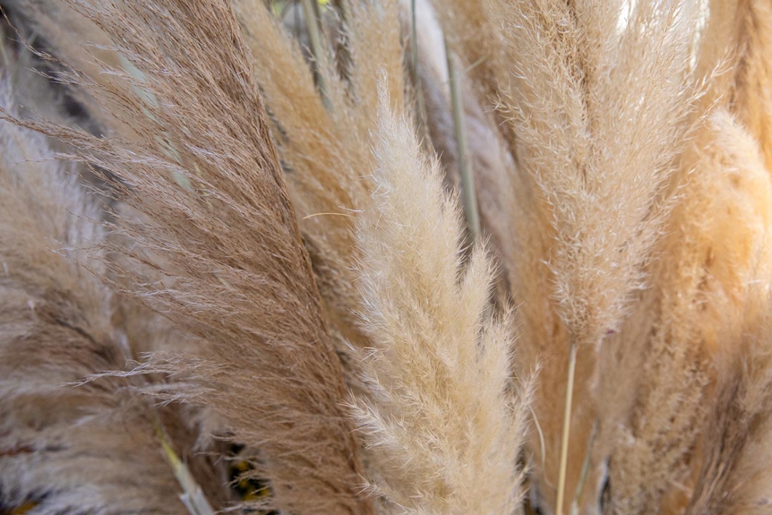 Blütenwedel des Pampasgrases. Foto: AdobeStock_vikakurylo81