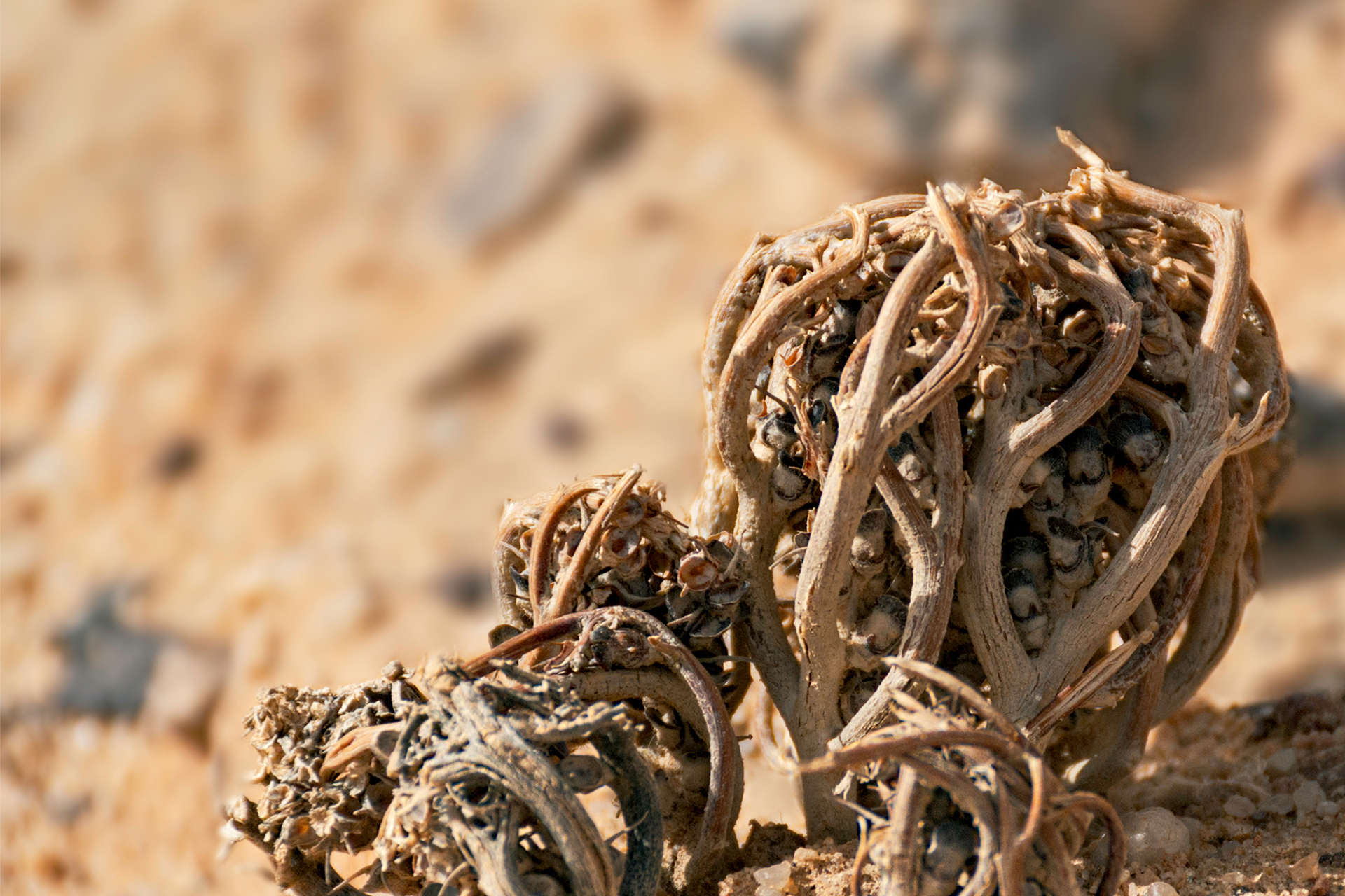 Rose von Jericho Pflege der Auferstehungspflanze GartenFlora