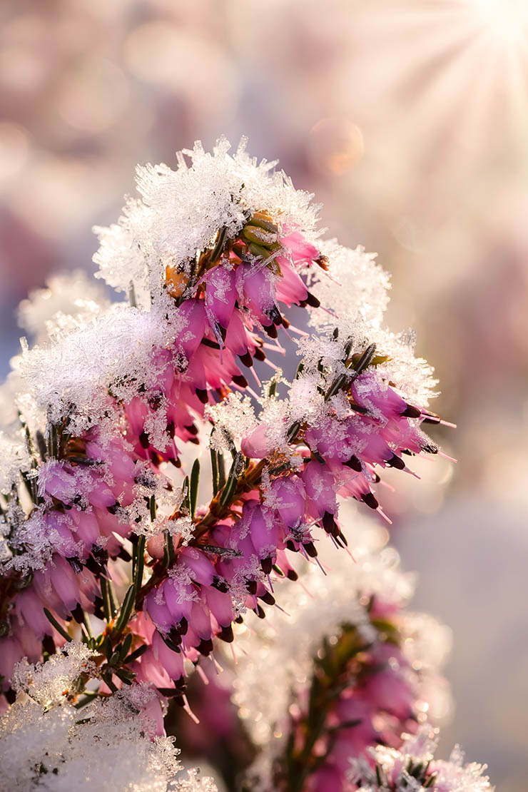 Schneebdeckte Blüte einer Schneeheide. Foto: AdobeStock_kathomenden