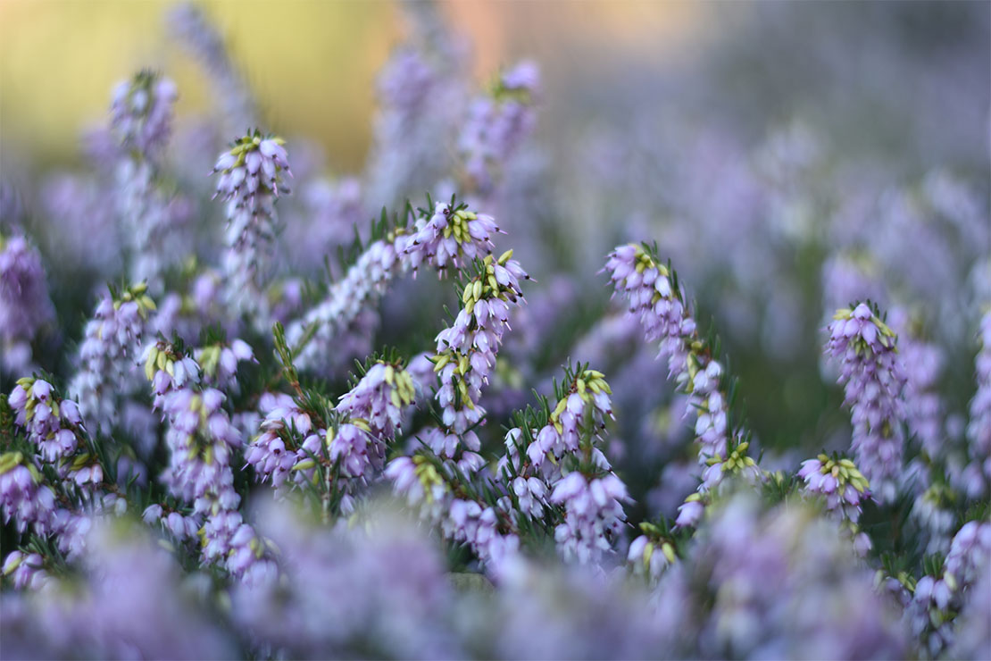 Violett blühende Schneeheide. Foto: AdobeStock_summersum
