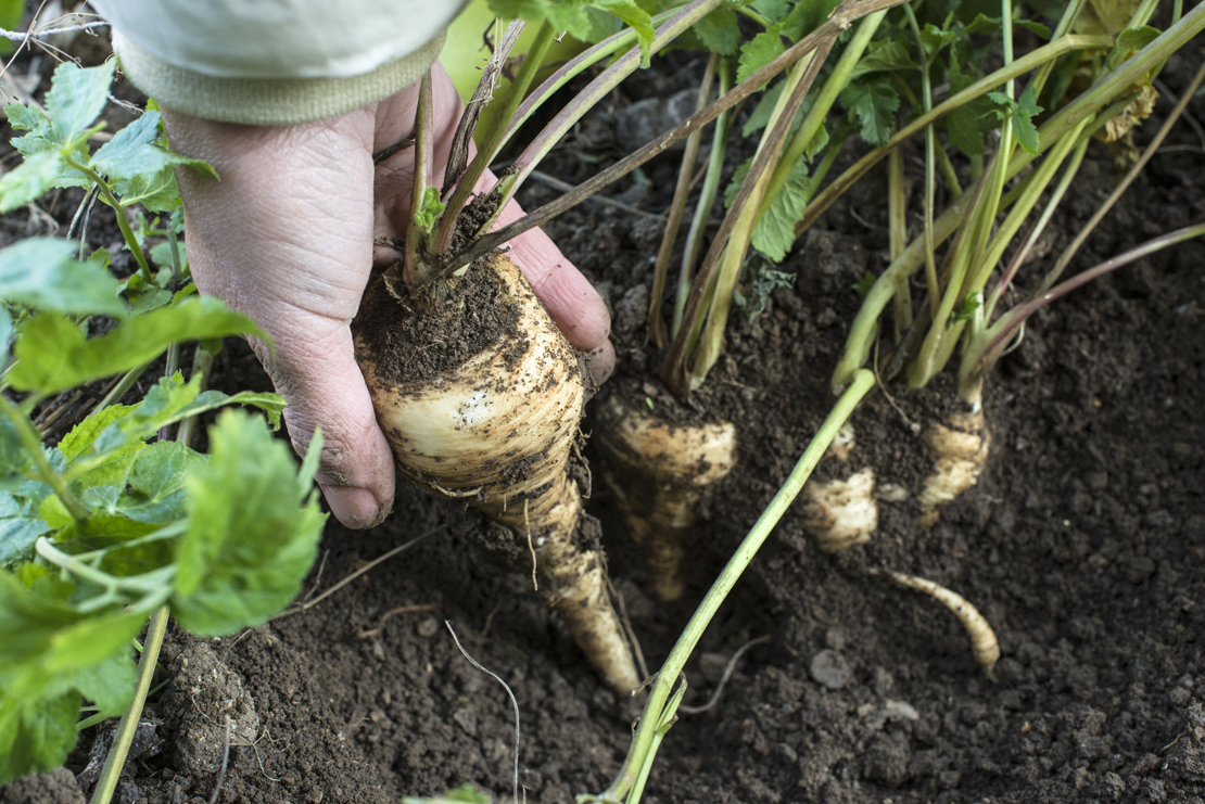 Pastinaken können leicht im Garten angebaut werden. 