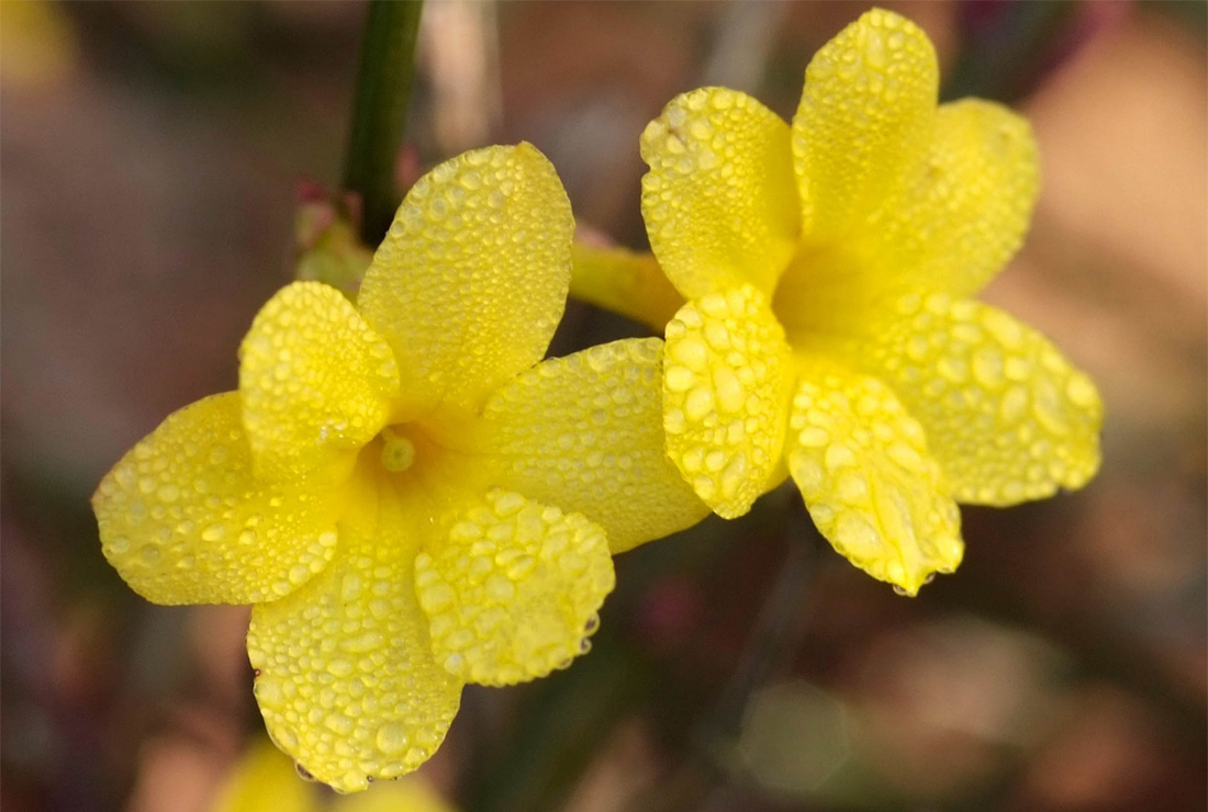 Die Blüten des Gelben Winterjasmins erscheinen vor dem Blattaustrieb und stehen einzeln an den vorjährigen Trieben.