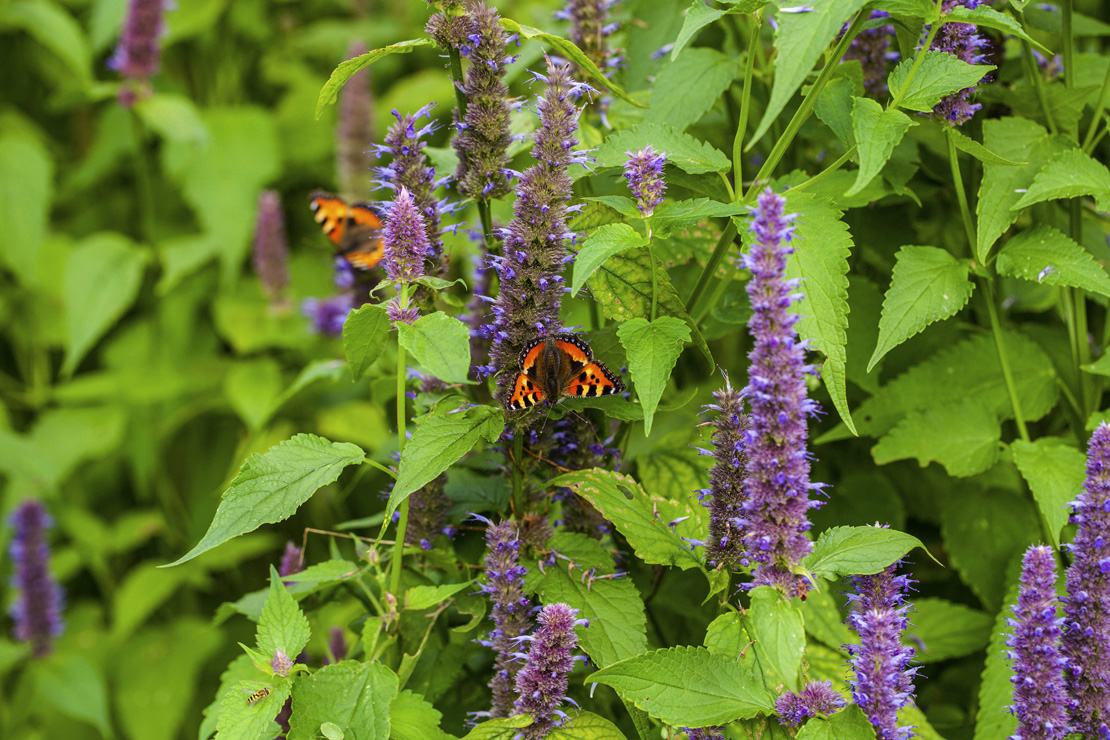 Der Anis-Ysop lockt wie alle Duftnesseln viele Schmetterlinge in den Garten. 