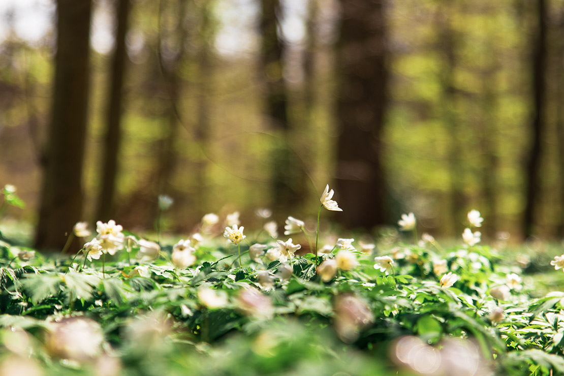 Blühende Buschwindröschen im Wald. Foto: AdobeStock_Viktorishy