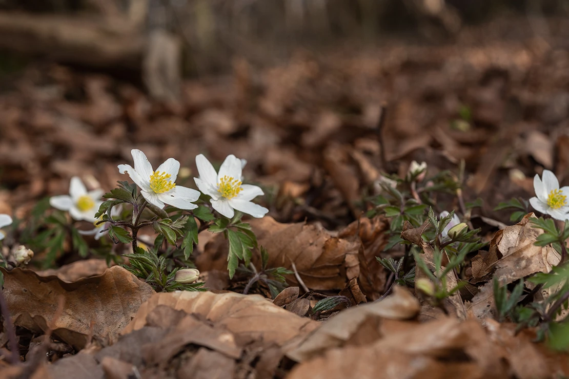 Buschwindröschen mit drei kleinen weißen Blüten wachsen im linken Teil des Bildes zwischen trockenem Laub. Foto: AdobeStock_H. Rambold