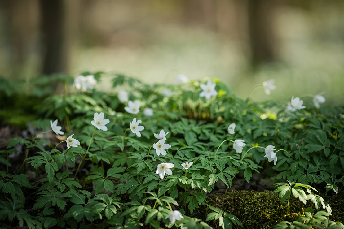 Blühende Buschwindröschen im Wald. Foto: AdobeStock_Isabella Marlen