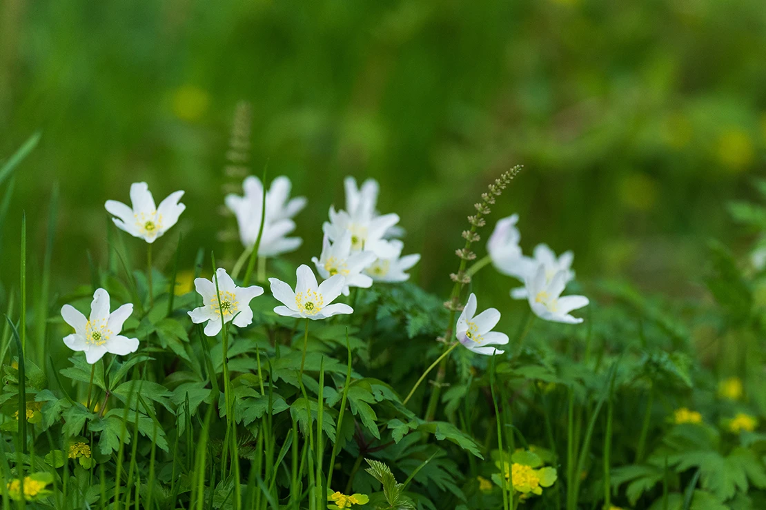 Buschwindröschen mit weißen Blüten wachsen inmitten einer Wiese. Foto: AdobeStock_Johannes Jensås