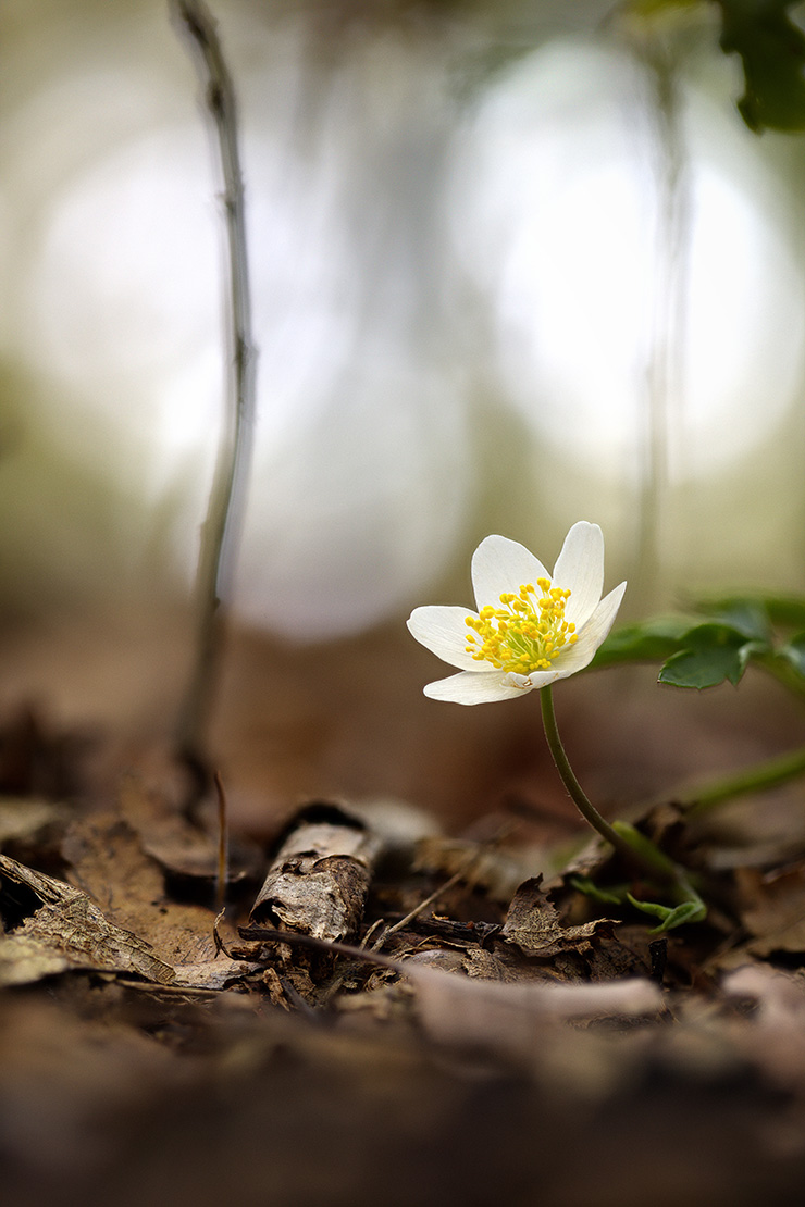 Einzelne kleine Blüte eines Buschwindröschens. Foto: AdobeStock_Tim Ohlemueller