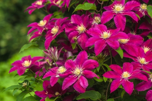 Rotblütige Clematis. Foto: AdobeStock_Ekaterina Balashova