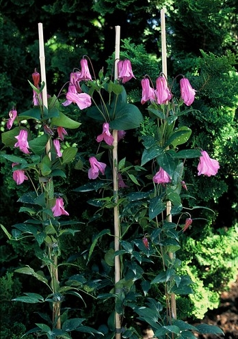 Clematis integrifolia ‘Aljonushka’ 