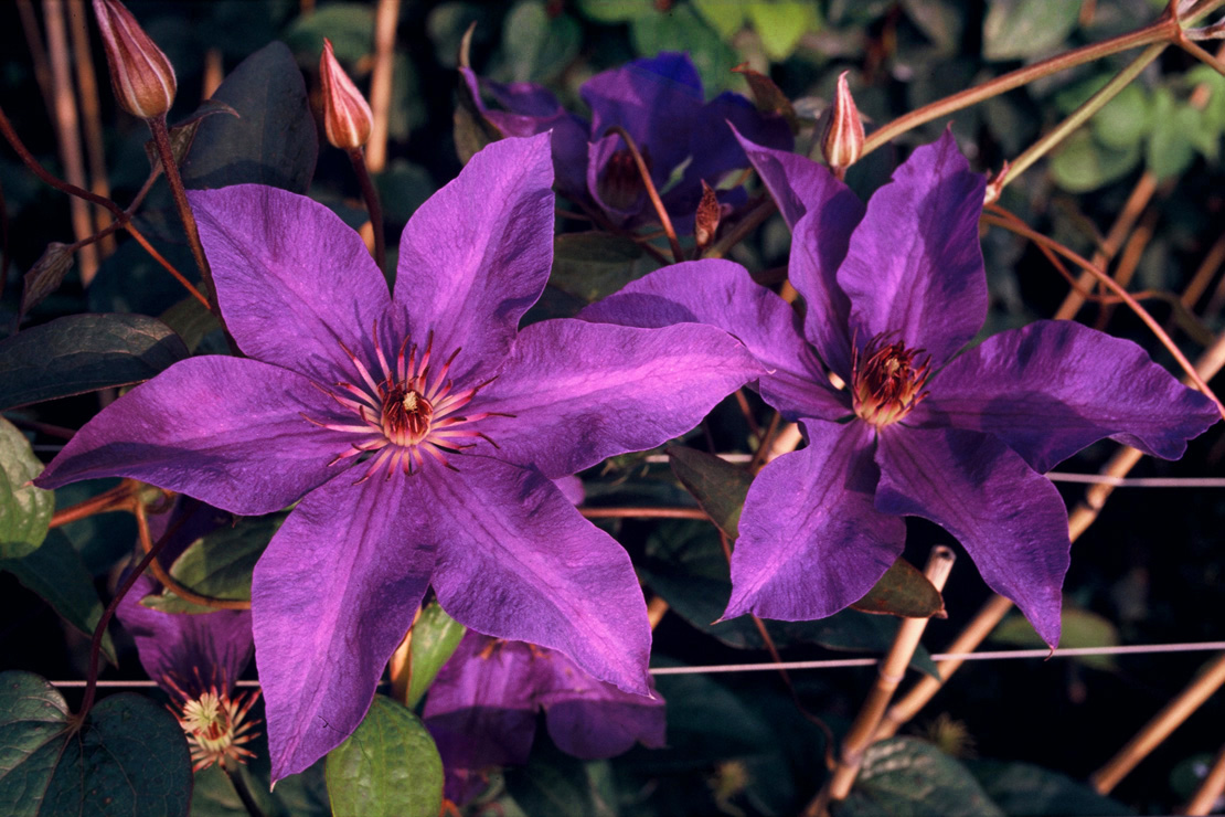 Die großblumige Sorte ‘The President’ zeigt ihre blauvioletten Blüten den ganzen Sommer lang. 